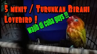 5 menit Cara menurunkan birahi lovebird - sangat efektif !