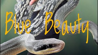 Species Spotlight- Vietnamese Blue Beauty Rat Snake