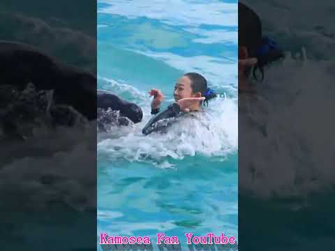 ラビーの声にウットリ♥ #Shorts #鴨川シーワールド #シャチ #kamogawaseaworld #orca #killerwhale