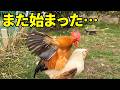 散歩に出したら、今日も自由すぎました　374話目