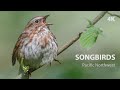 Pacific Northwest Songbirds Relaxing Nature Sounds Birds In The Wild Pacific Northwest Songbirds Relaxing Nature Sounds Birds In The Wild