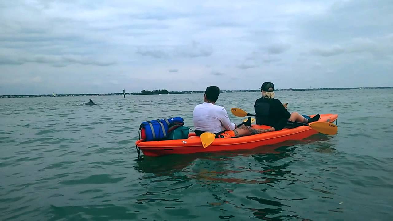 Kayaking with Dolphins, Caladesi Island Florida YouTube