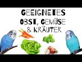 Geeignetes Gemüse, Obst und Kräuter für Wellensittiche