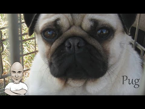 Βίντεο: Χαρακτηριστικά της ανατροφής και της συντήρησης ενός Pug