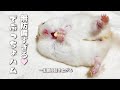 無防備な肉厚ボンレスハムスター【本日のレシピ】