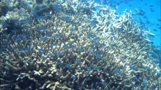 Snorkeling at the Great Barrier Reef