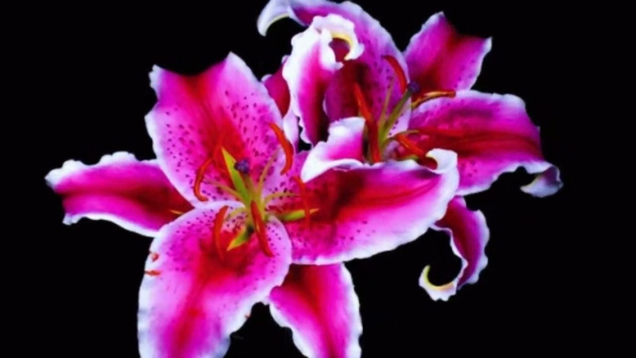 rumskib - where are the flowers (slowed)