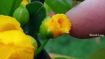 Xem Mai Cúc Rồng Bay - Cúc Tân Châu Nở Hoa😊😊😊 ( Video Không Lời)