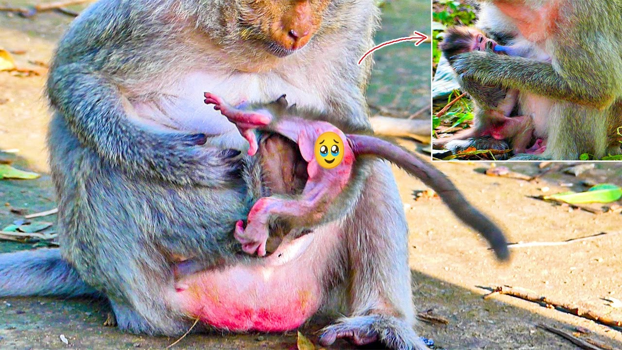 Does Monkey MALIKA Extremely Bored With Her C💗te Monkey Baby MiMi Like This?