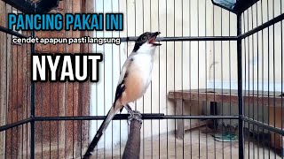 suara cendet gacor TOET TOET PANCINGAN CENDET AGAR BUNYI jadikan BURUNG PENTET GACOR DOR