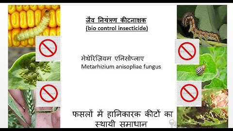 मेथेरिज़ियम एनिसोप्लाइज़ कवक | Metarhizium anisopliae  | insects bio control agent