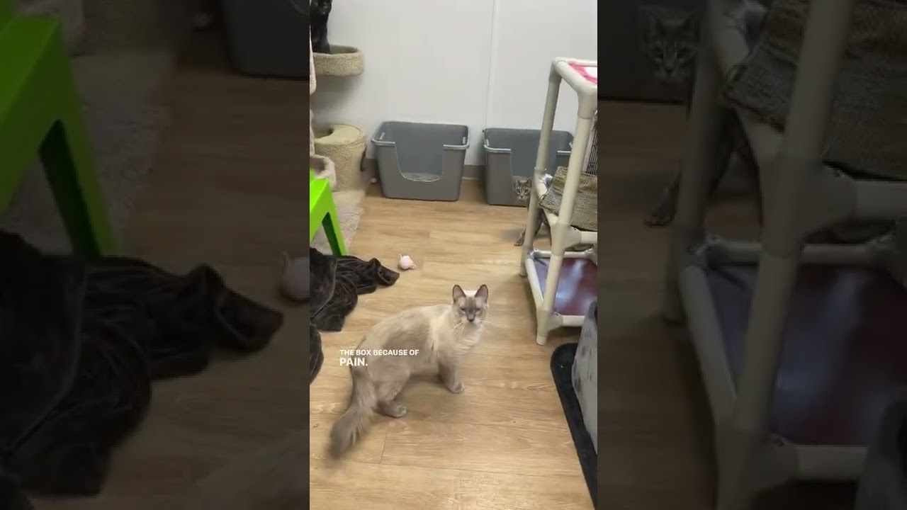 Litter box problems?