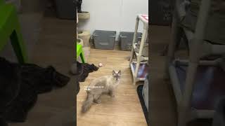 Litter box problems?