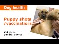 Puppy Vaccinations, injections & Shots - Vet Advice