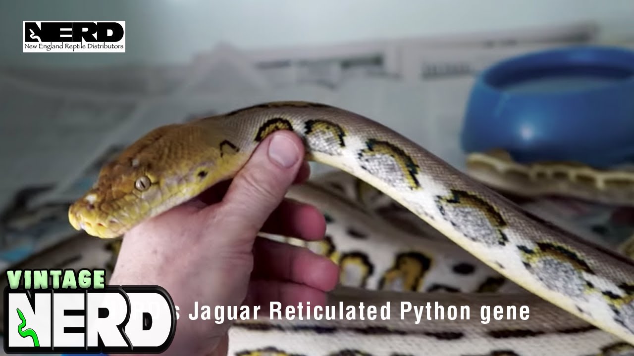 Reticulated Python Morph Chart