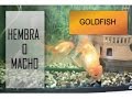 Goldfish hembra o macho. Pez Japones