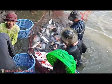 Video Kéo cá chim khủng cho anh em Hồ câu giải trí chiều... - youtube