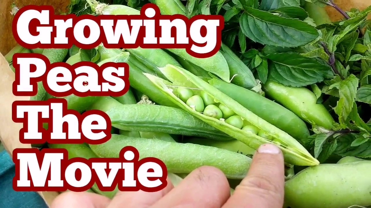 How To Grow Green Peas / The Movie YouTube