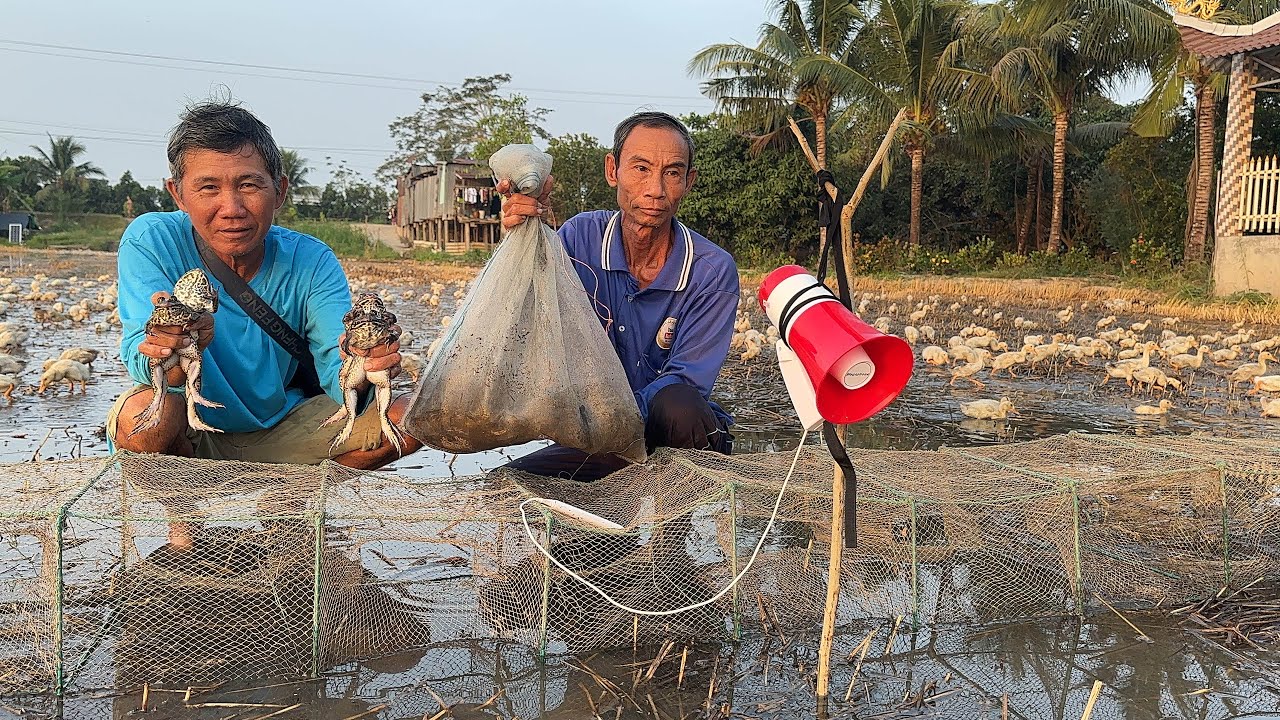 Túc Ếch Cập Vườn Mít Toàn Thứ Già Không Uổn Công Một Đêm Thức Trắng.Góc Làng Quê#1119