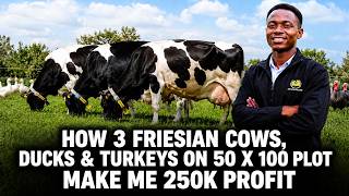 How This 22-Year-Old Makes KSh 250,000 Profit Monthly from Friesian Cows & Poultry on a 50×100 Plot