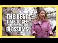 Cherry Blossom Peak Bloom is Happening Soon in Toronto