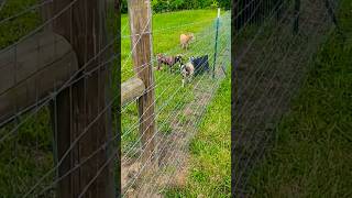 Pro tip  for running welded wire fence