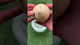 Он Думал, Что У Него Появится Настоящая Акула, Но..