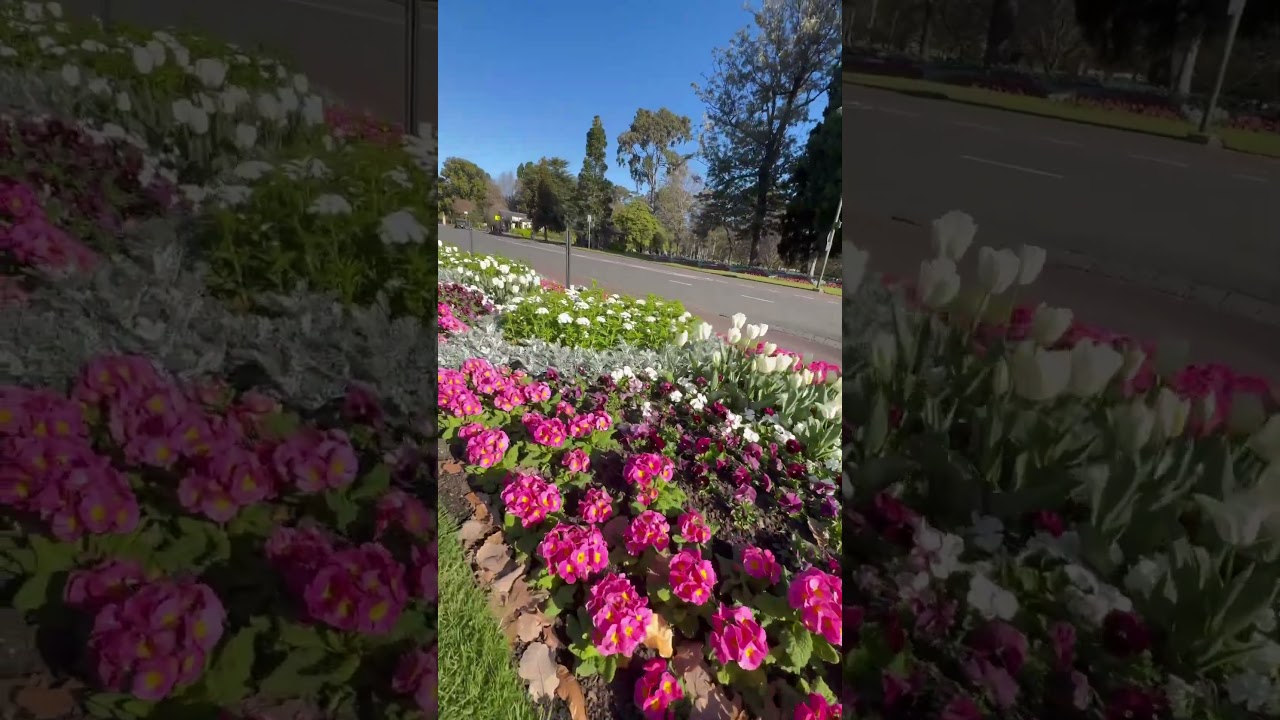 The beauty of flowers 🌷🌸🌼🪻