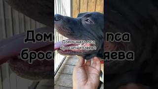 #право_на_жизнь #приют #чебоксары #собаки #муниципальный_приют