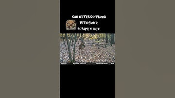 buck working a scrape! #deerhunting #bucks #fresh #scrapes