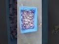 Nicotine Pouch Bag Packaging Machine