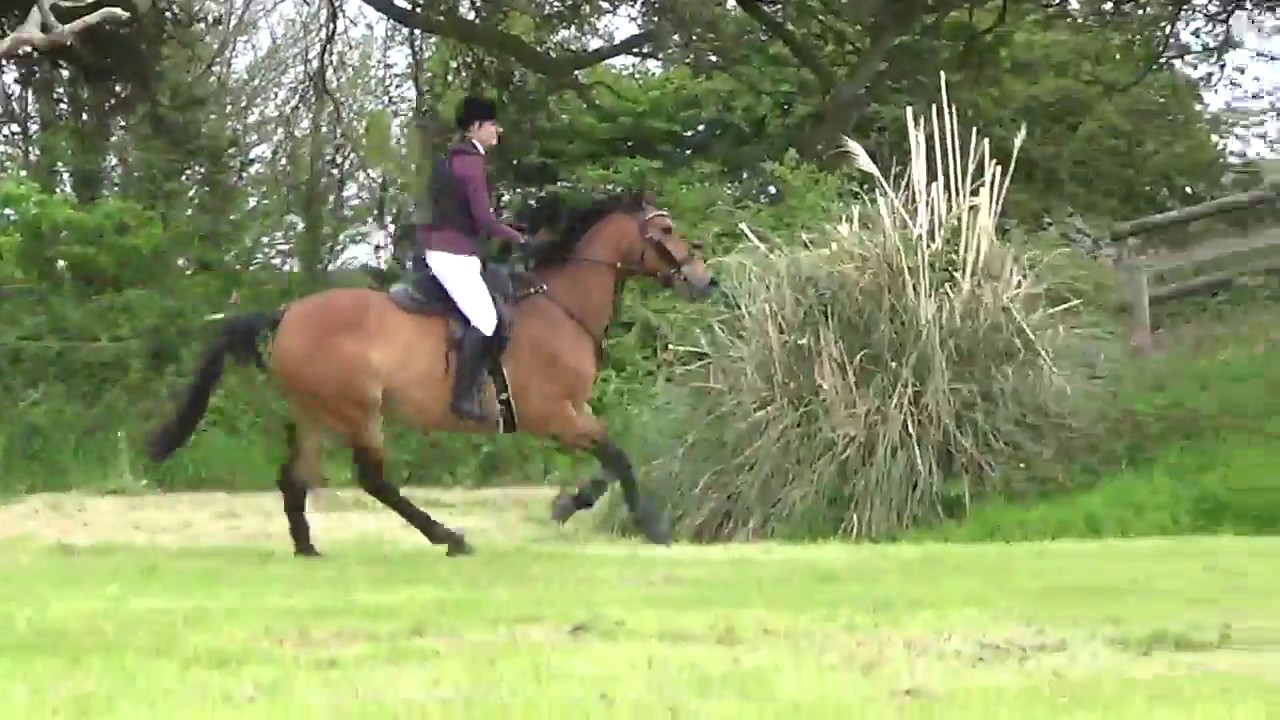 Uccello du Rock Derby Show 2018