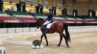 20191110 PVDA Fall Show Falco 4th 2