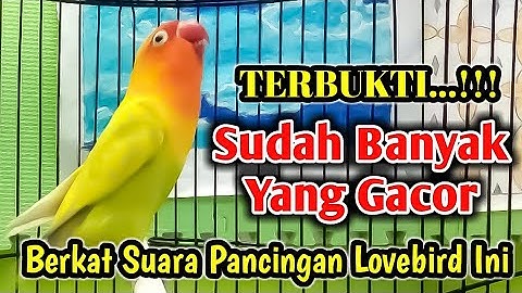 Lovebird Fighter Narung Menantang Lawan Suara Lantang Ngetik Sambung Ngekek Panjang. Langsung Gacor.