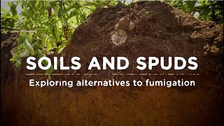 Soils and Spuds: Exploring alternatives to fumigation