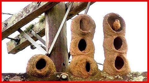 Natural Architecture: The Bird
