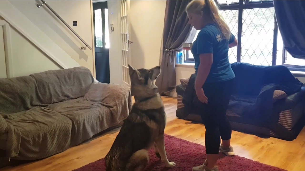 Northern Inuit, Kenzo