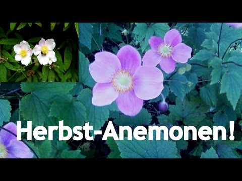 Video: Frottee-Anemone (24 Fotos): Blumen Im Freiland Pflanzen Und Pflegen. Mehrjährige Anemonensorten