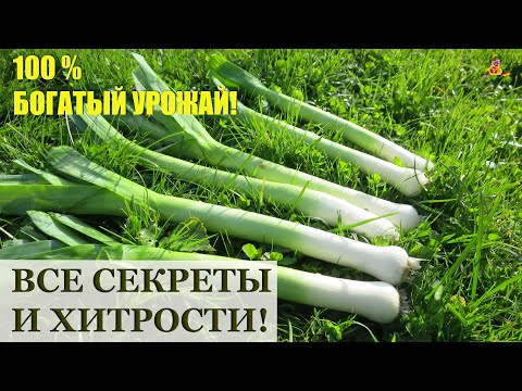 Видео: Выращивание лука-порея из обрезков или семян - Как размножить лук-порей