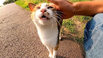 感動猫動画 Youtube