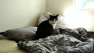 Prince kotora on the bed Turkish Angora cat cute peaceful funny animal