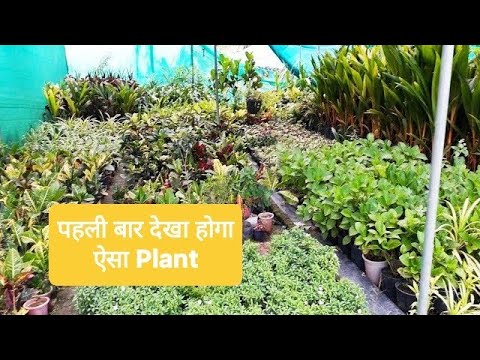 Indoor Plant Tour In Nursery, Indoor plant for your home, How to grow
