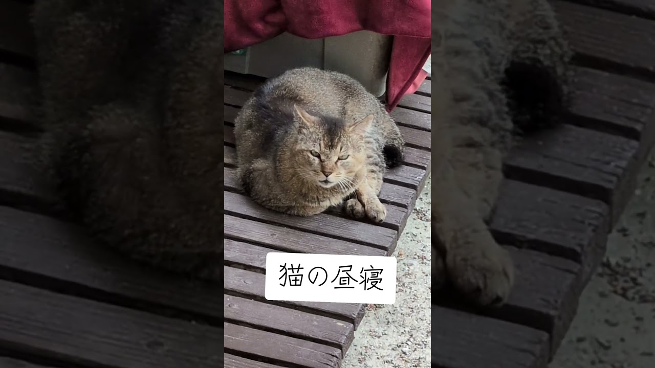 猫の昼寝 - YouTube
