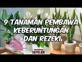 9 Tanaman Pembawa Keberuntungan Dan Rezeki | Dijamin manjur dan dapat mengusir energi negatif....??!