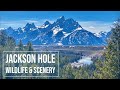 Jackson Hole Scenery &amp; Wildlife: Amazing Wyoming Views - ASMR