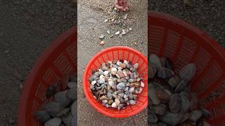 Sekejap Je Cari Remis koyfishing remis fishing