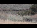 ElkNut WY Hunt - Two Bulls Sparring