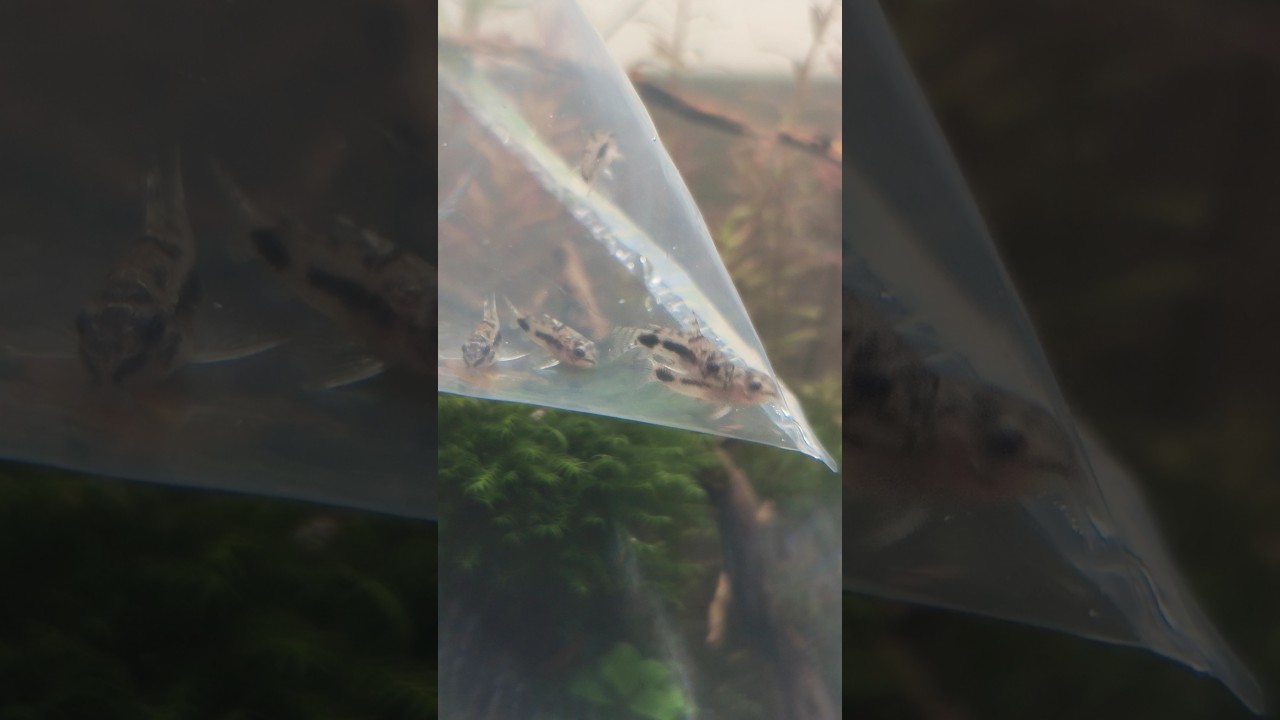 Tail Spot Pygmy Cory / Corydora Hastatus