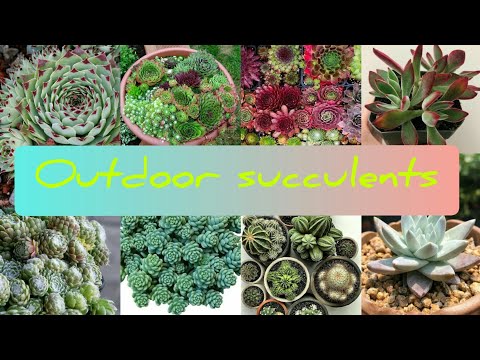 Video: Dudleya Plant Info - Alamin Kung Paano Alagaan ang Dudleya Succulents