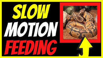 [WARNING] ⚠️ Fast and Slow Mo Ball Python 🐍 Feeding # YouTube Shorts